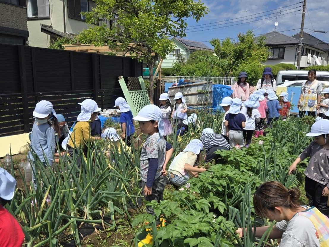さつまいもの苗植え！